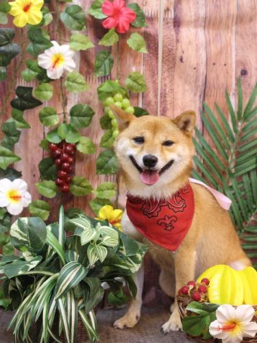 20230830茶々丸くん